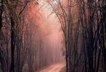 女篮世界杯预选赛分(fēn)组出炉