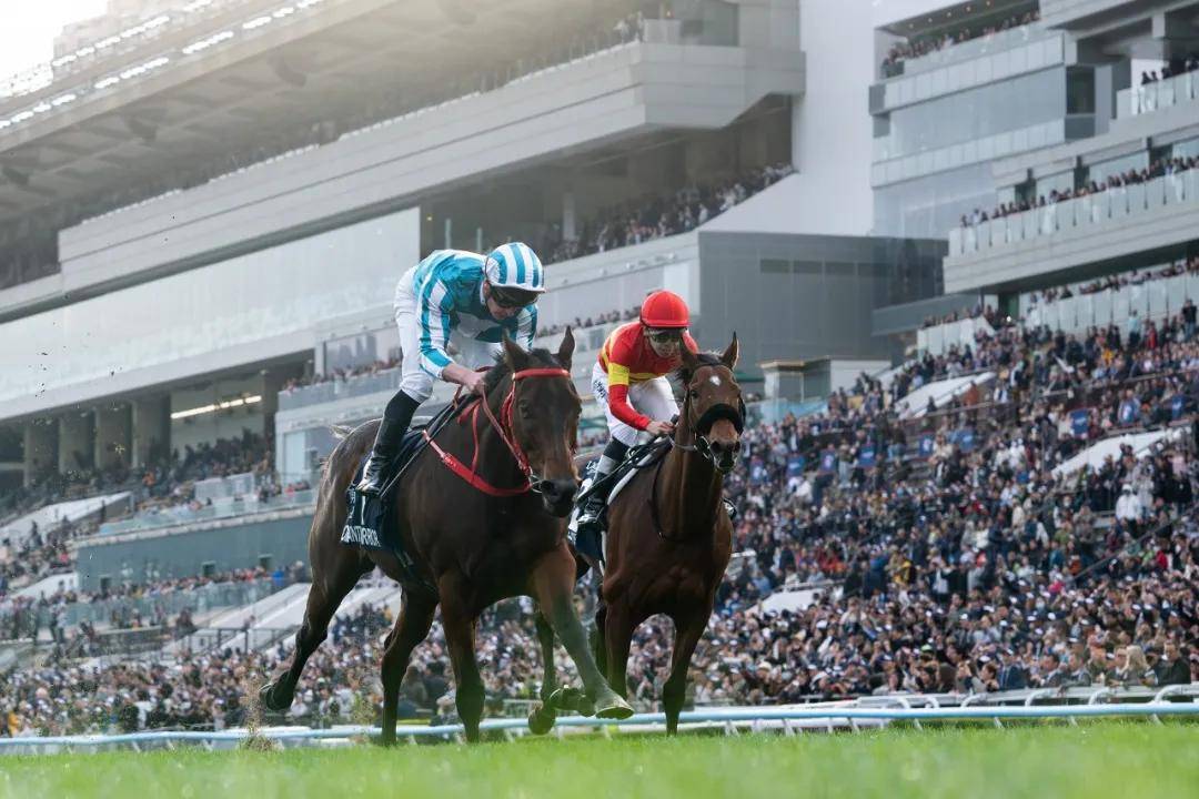 【盘点】中国赛驹赢下几场？2025全球国际赛马节暨重磅一级赛视频集锦