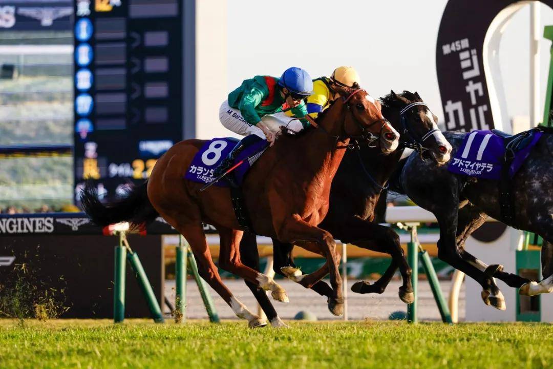 【盘点】中国赛驹赢下几场？2025全球国际赛马节暨重磅一级赛视频集锦