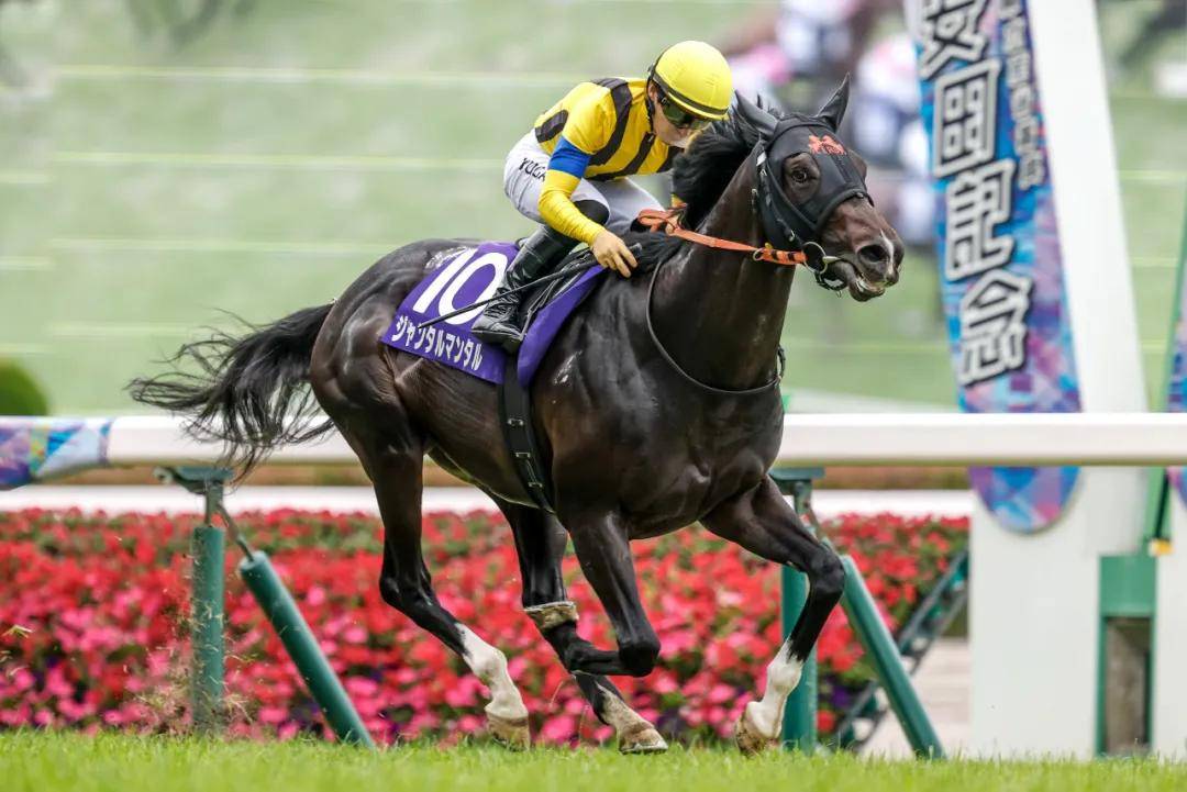 【盘点】中国赛驹赢下几场？2025全球国际赛马节暨重磅一级赛视频集锦